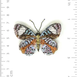Trovelore Glorious Purplewing Butterfly 